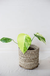 Monstera deliciosa aurea / yellow variegata